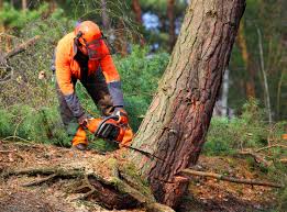 Best Tree Risk Assessment  in Coson, OK