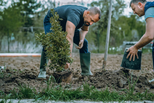 How Our Tree Care Process Works  in  Cookson, OK