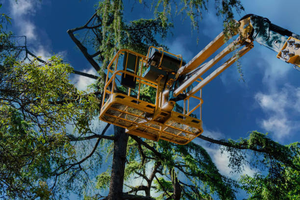 Best Root Management and Removal  in Coson, OK