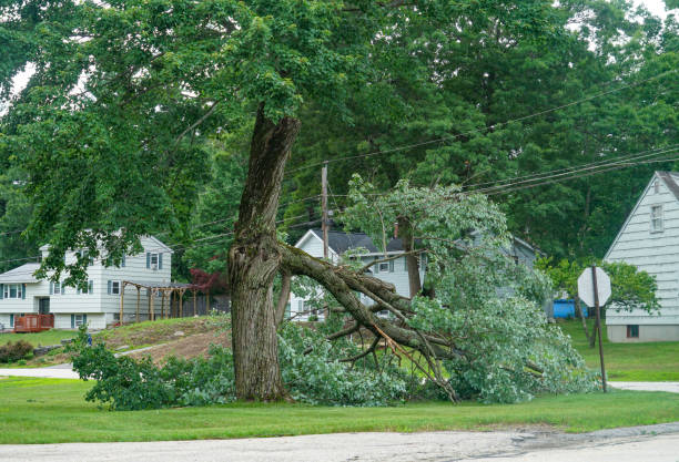 Best Hedge Trimming  in Coson, OK