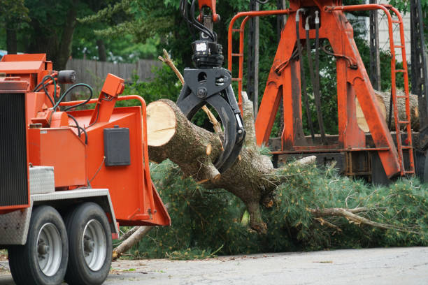 Best Tree Maintenance Programs  in Coson, OK