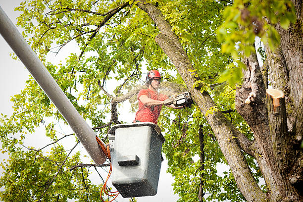 Best Tree Removal  in Coson, OK