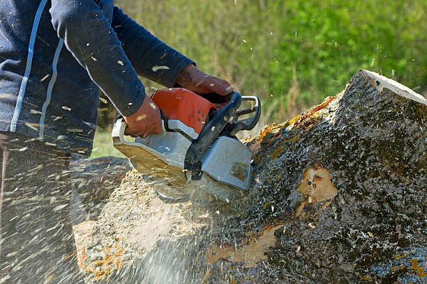 Best Organic Lawn Care Solutions  in Coson, OK