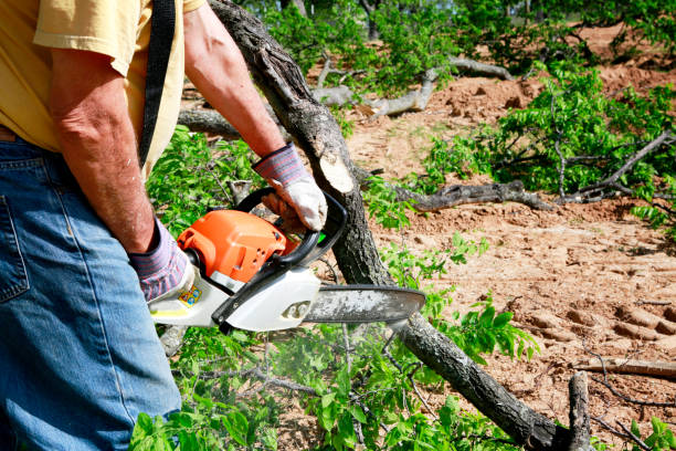 Best Lawn Renovation and Restoration  in Coson, OK