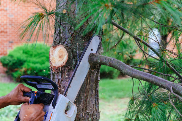 Trusted Cookson, OK Tree Services Experts