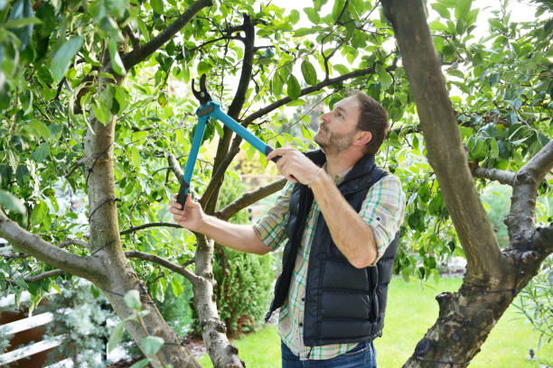 Best Pest Control for Lawns  in Coson, OK